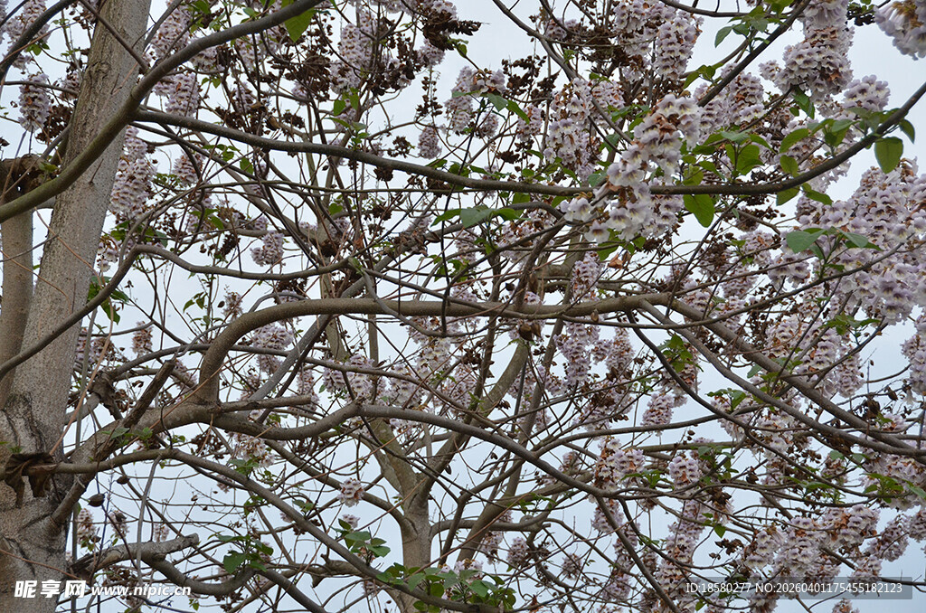 盛开的繁花泡桐花树枝