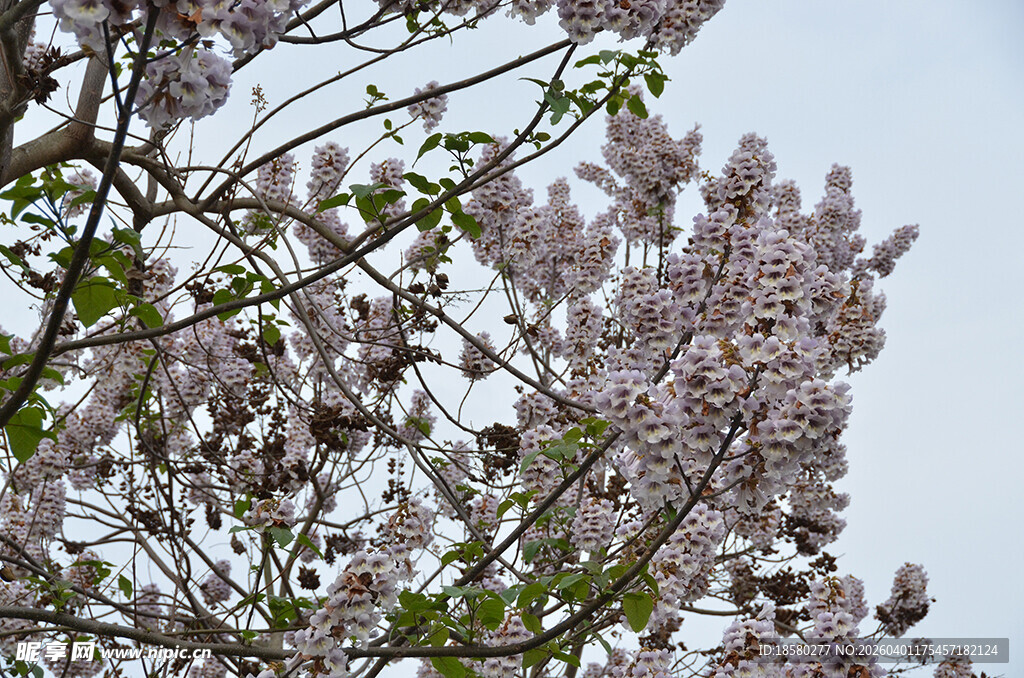 盛开的泡桐花紫花树