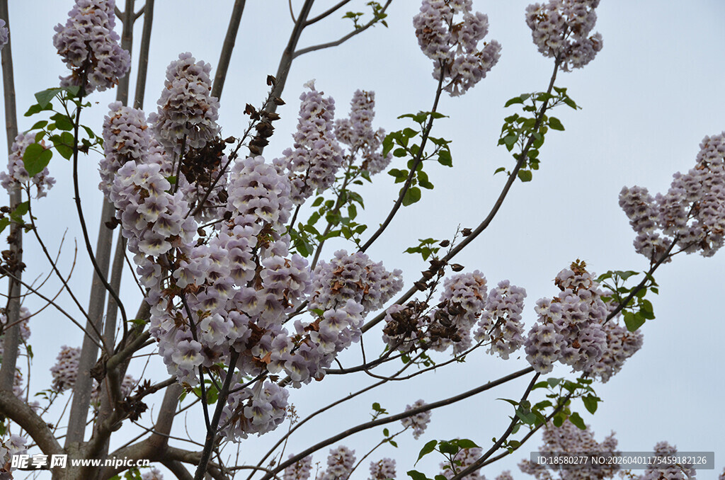 枝头绽放的淡紫色泡桐花花朵