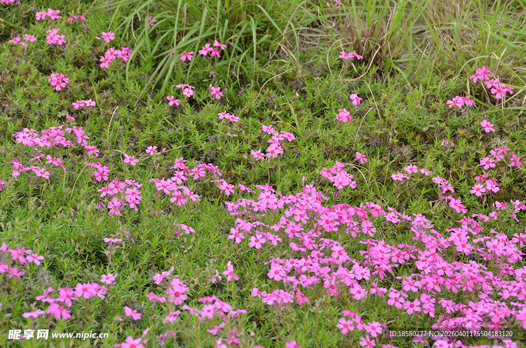 粉色酢浆草小花绽放于绿草地