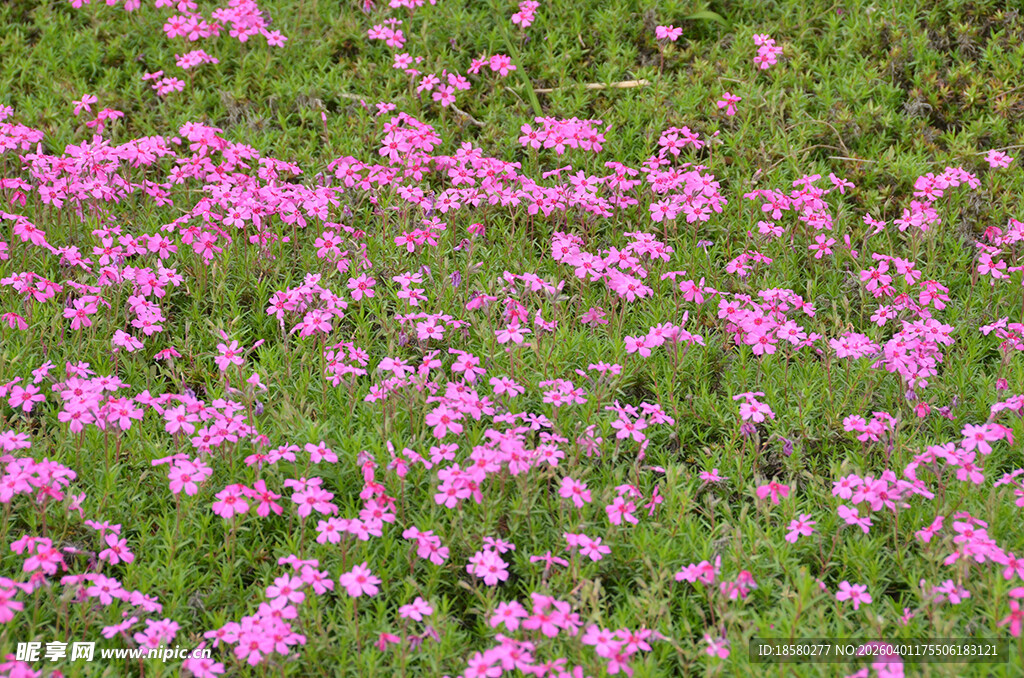 粉色酢浆草小花铺满绿色草地