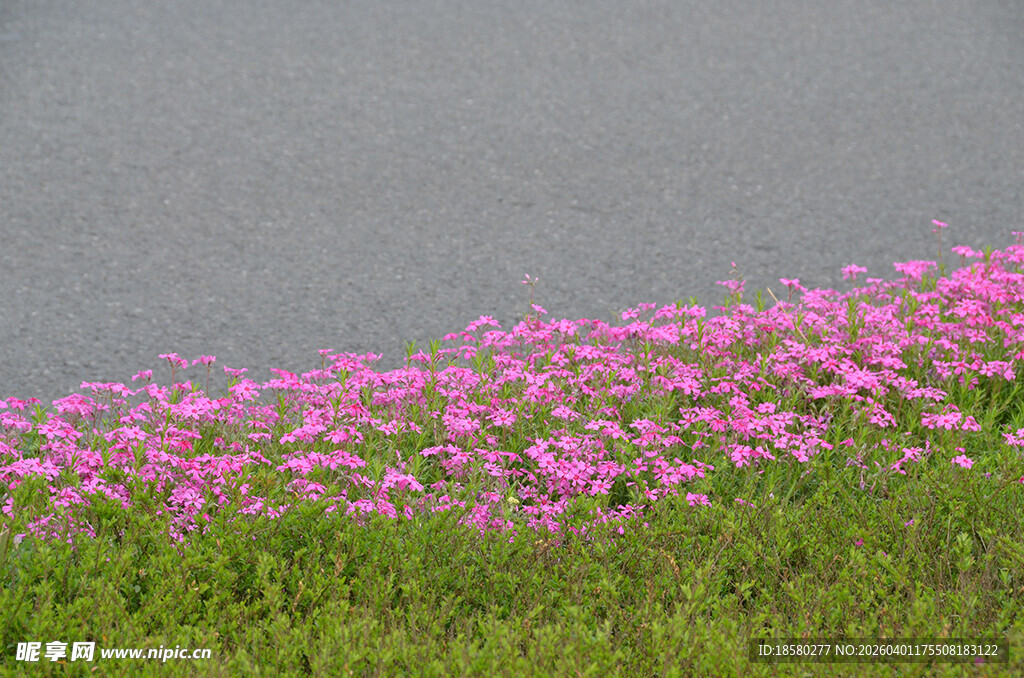 路边绽放的酢浆草粉色美丽小花