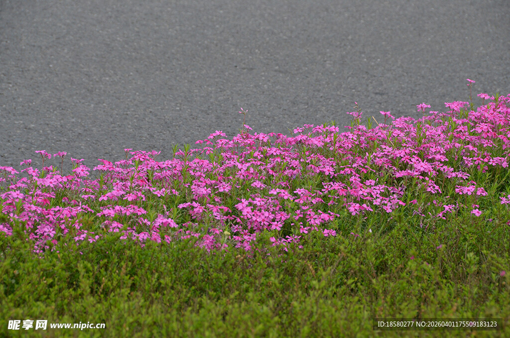 路边绽放的大片酢浆草粉色花朵