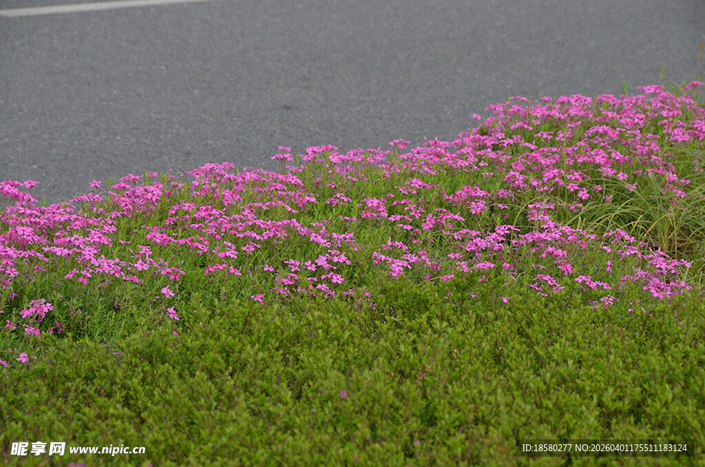 路边绽放的酢浆草粉色小花