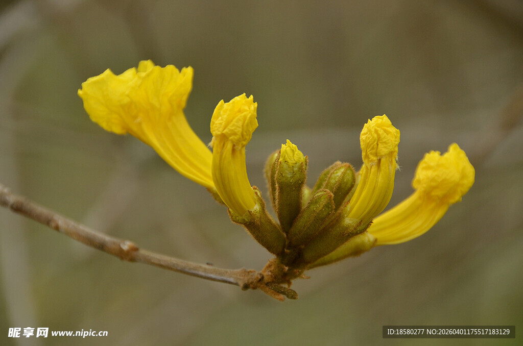 枝头绽放的黄色美丽花朵