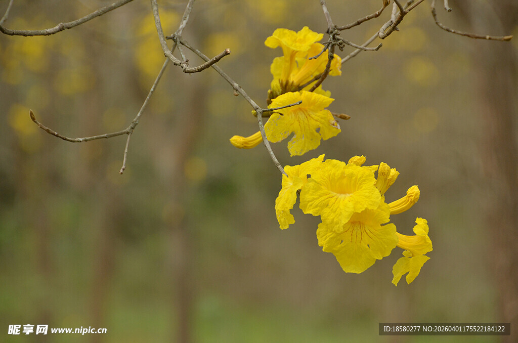 枝头绽放的黄花风铃木