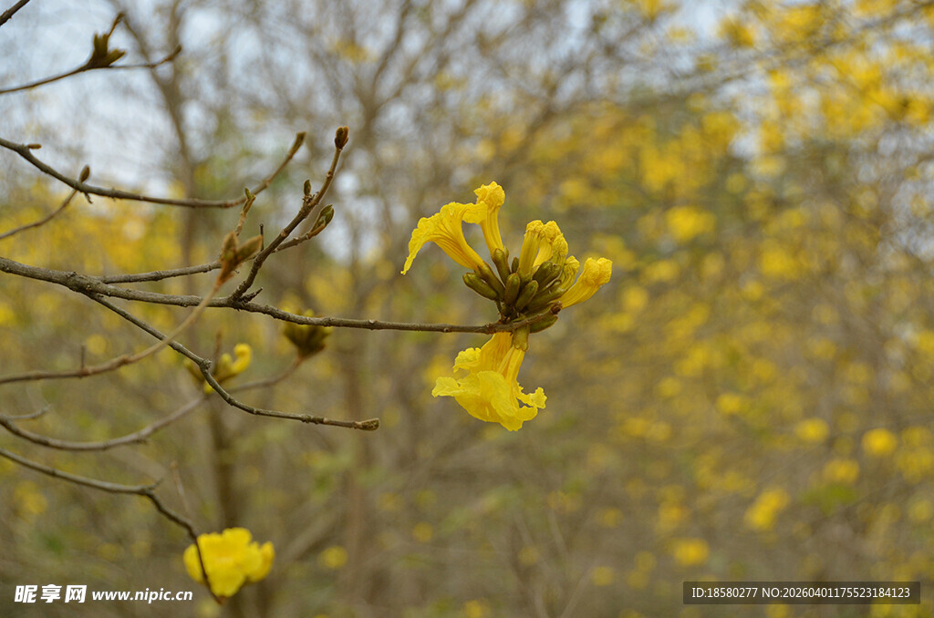 金黄绽放的黄花风铃木