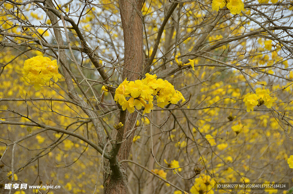 金黄花朵黄花风铃木