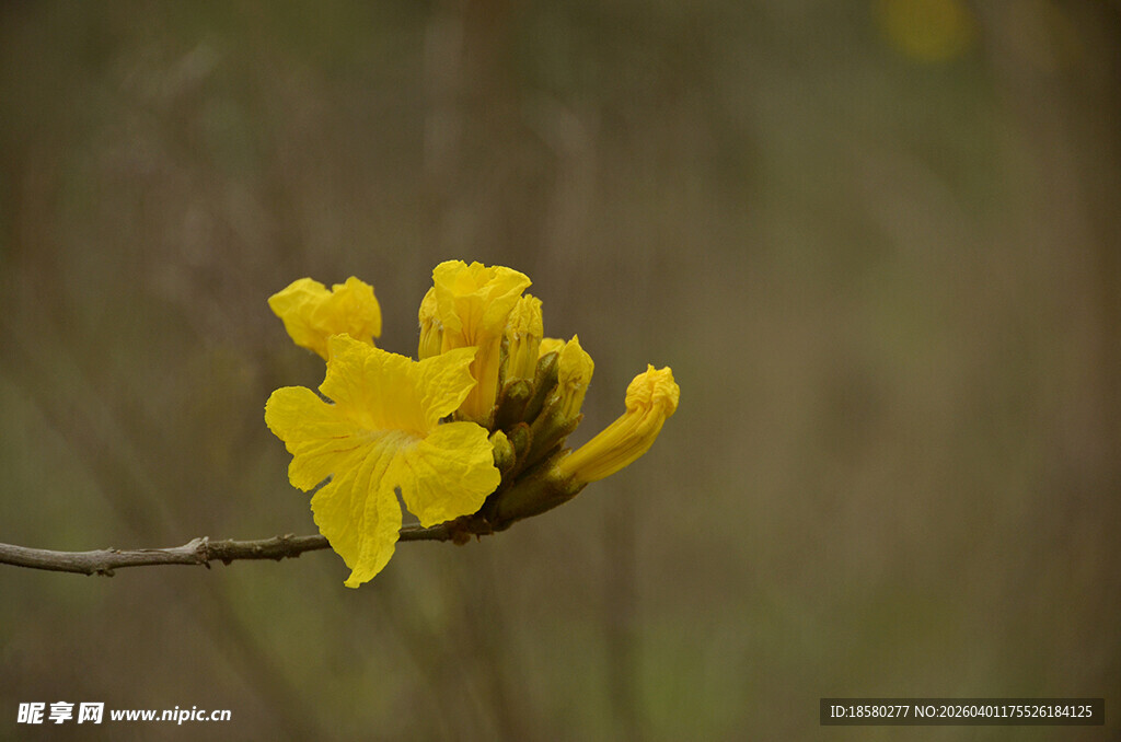枝头绽放的黄花风铃木