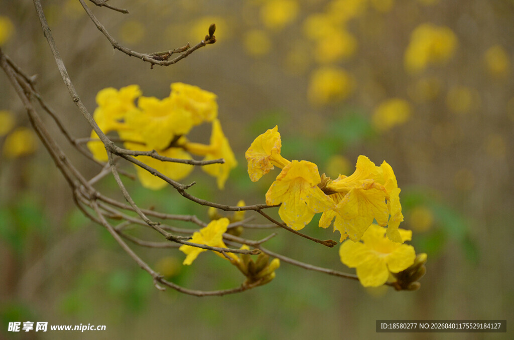 枝头绽放的明艳黄花朵