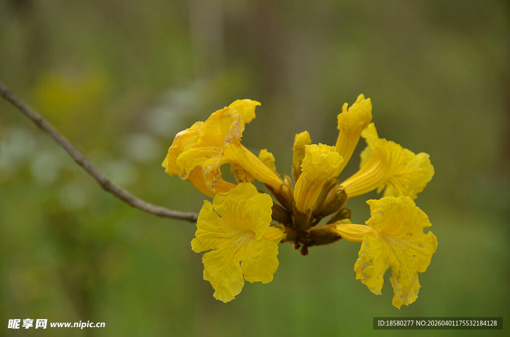枝头绽放的明艳黄色花朵