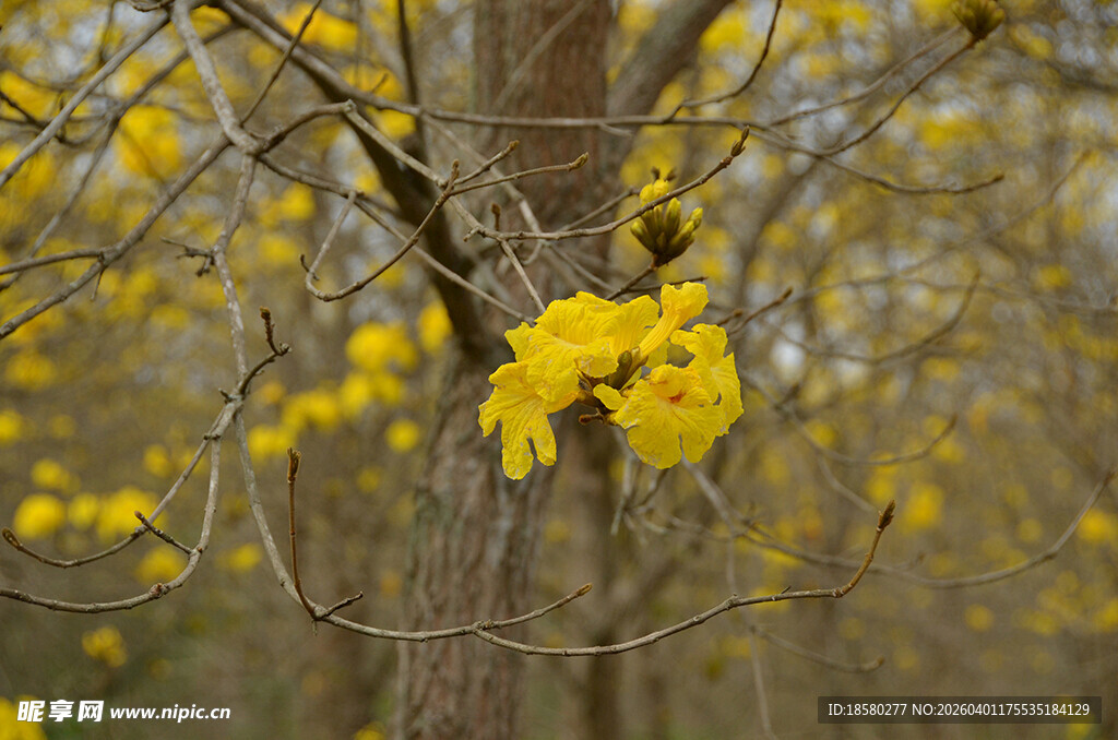 枝头绽放的黄花风铃木