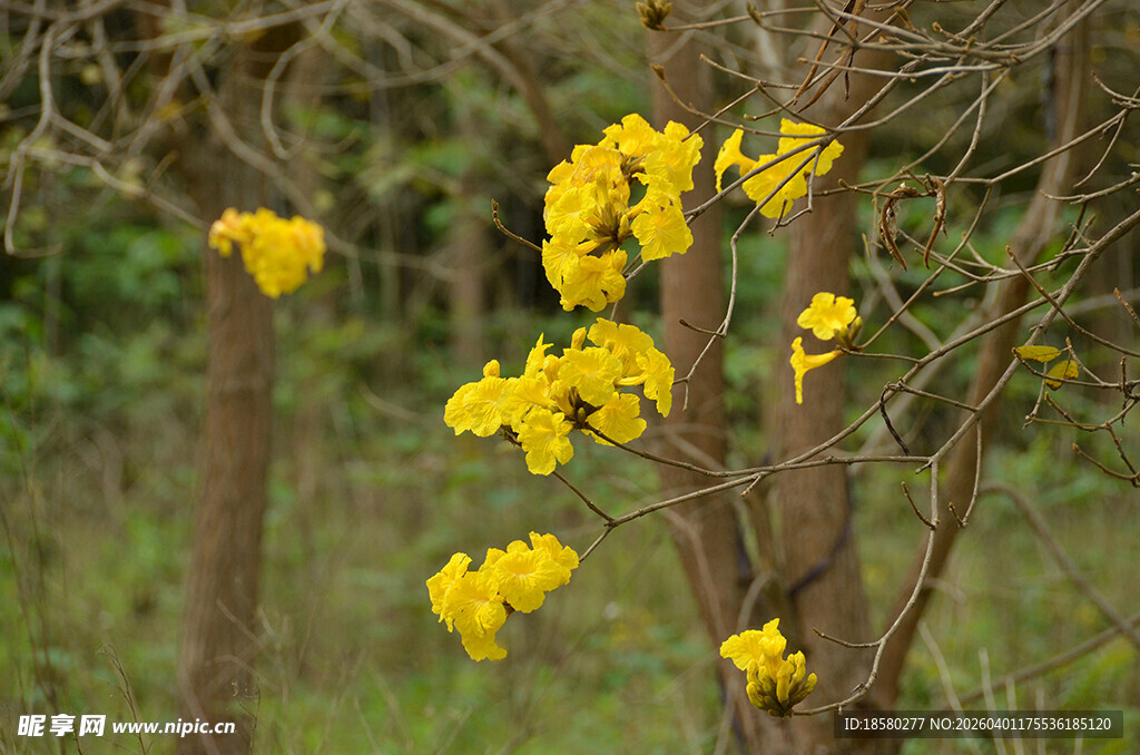 枝头绽放的黄花风铃木