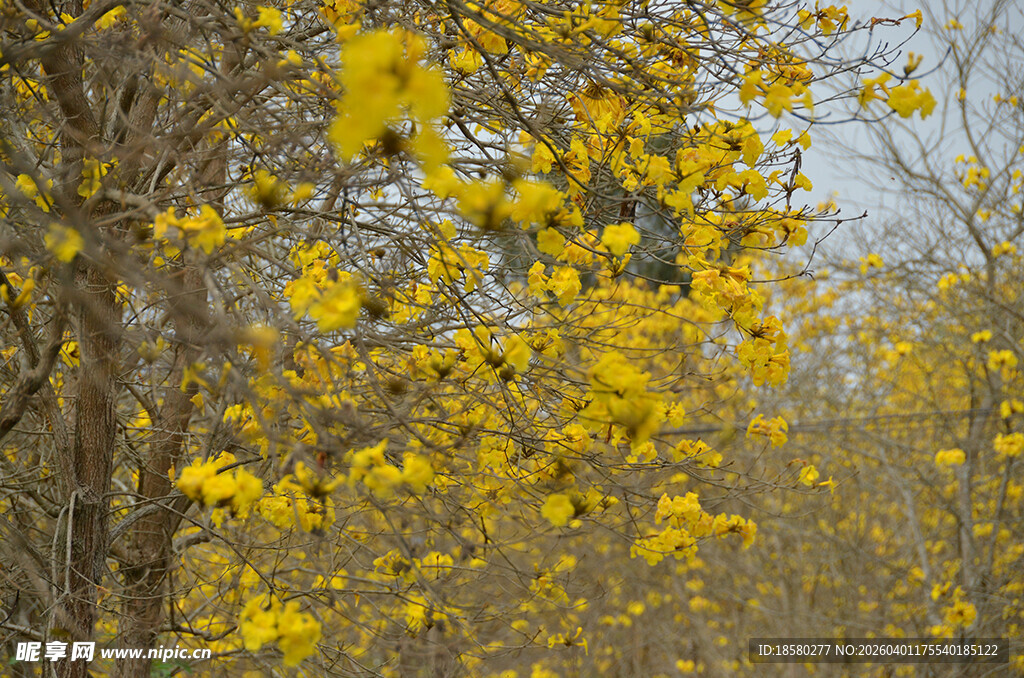 金黄树林黄花风铃木