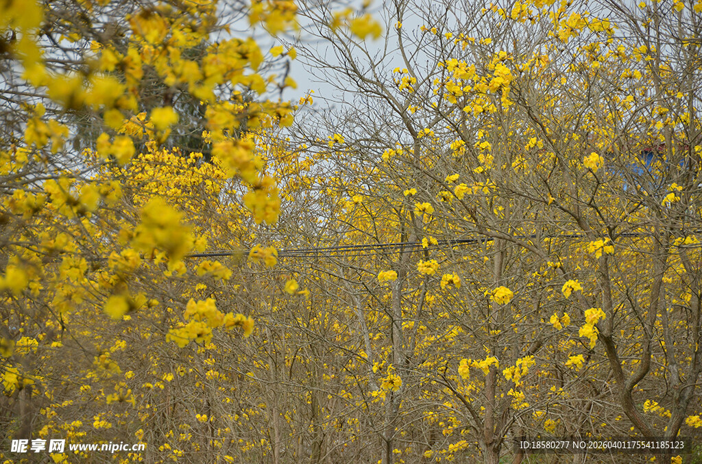 金黄灿烂黄花风铃木