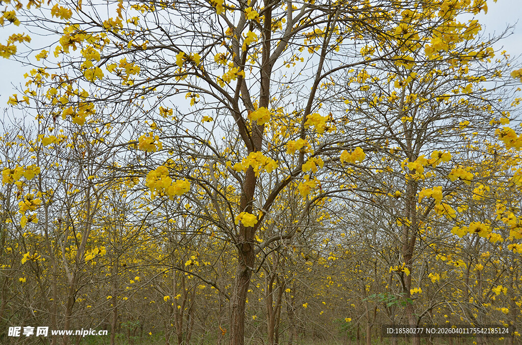 金黄风铃木树绽放美景