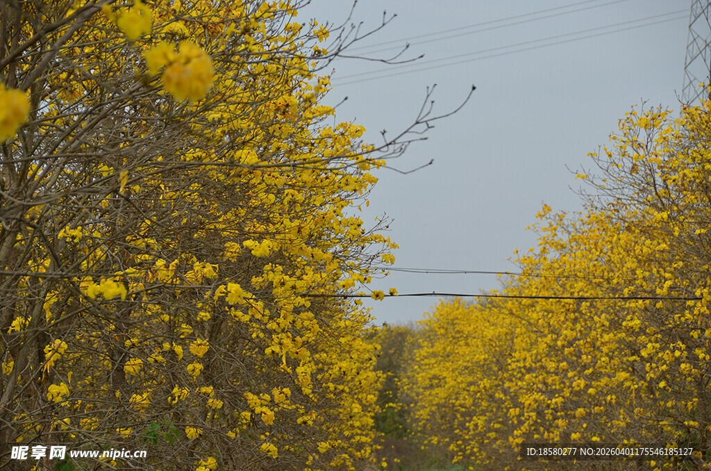 黄花风铃木美丽林间景