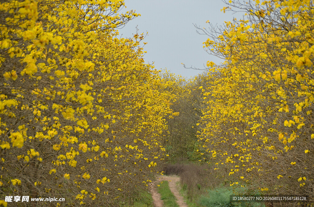黄花风铃木的幽静小道