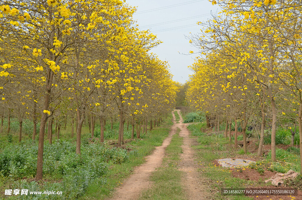 黄花风铃木林中小径