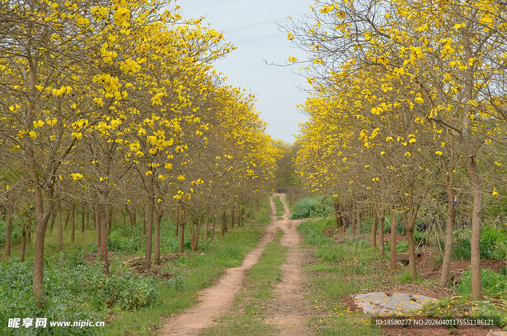 黄花风铃木下的林间小径