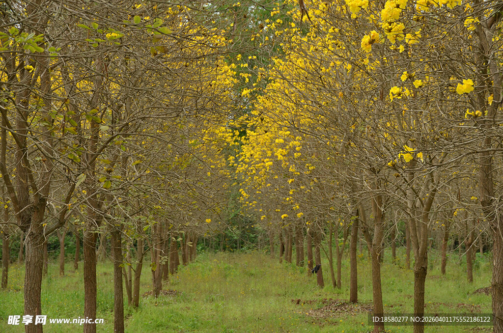 黄花风铃木林荫道美景