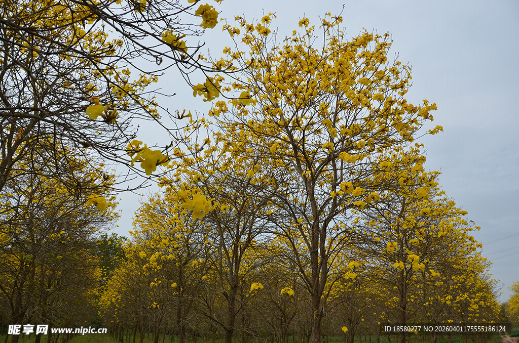 黄风铃木树林美景