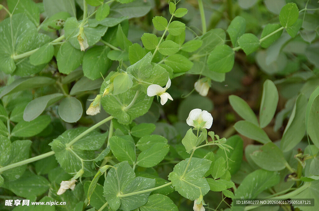 绿叶丛中的白色豌豆花小花