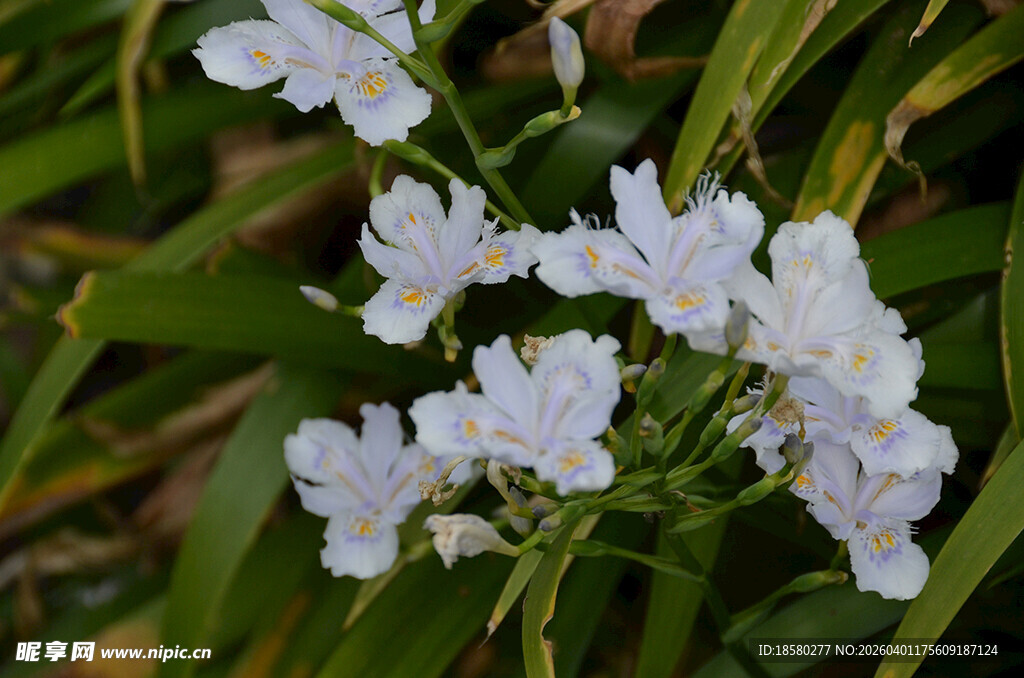 白色鸢尾花小花绽放于绿叶间