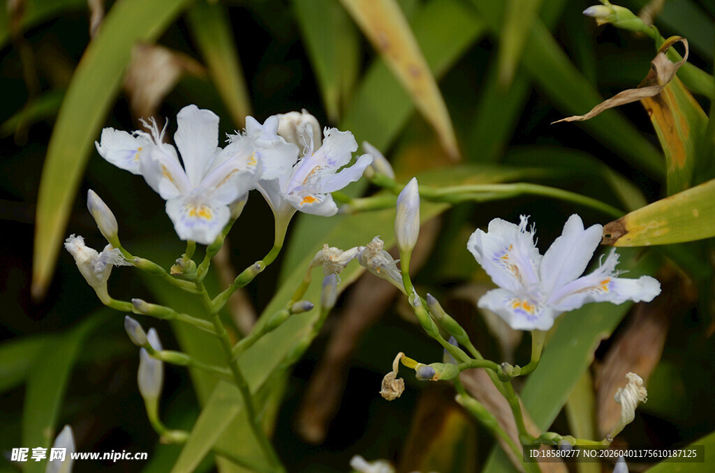 清新鸢尾花花朵绽放于绿叶间