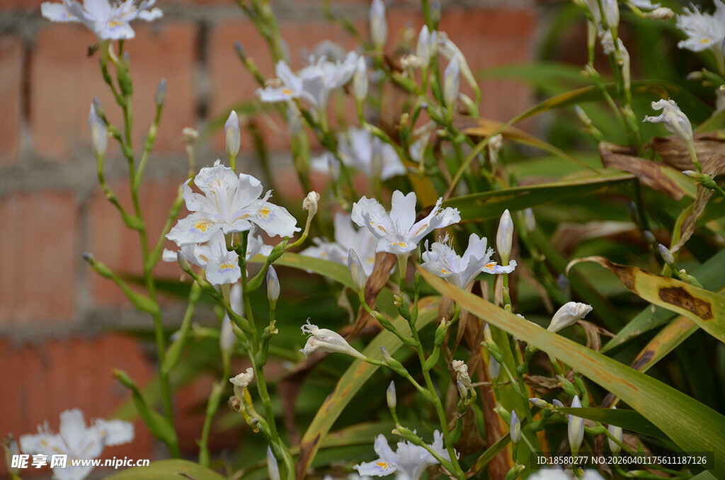 白色鸢尾花小花绽放绿叶间