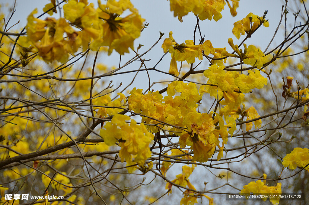 金黄灿烂的黄花风铃木