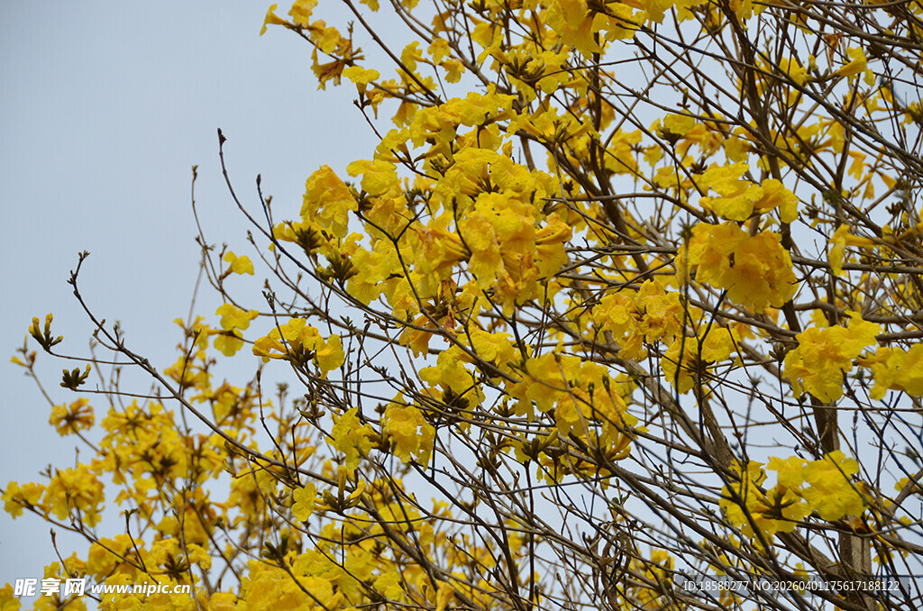金黄灿烂的黄花风铃木