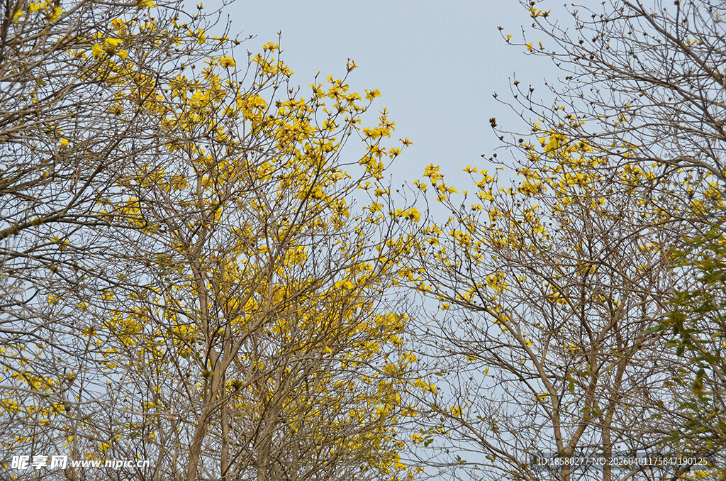 春日金黄树叶的树木景观