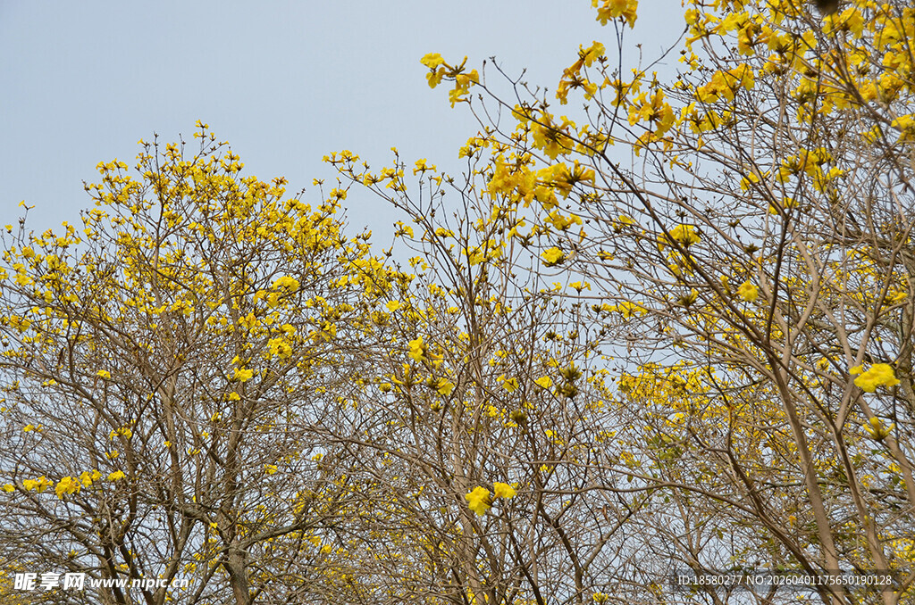 黄风铃花金黄树叶装点的树木景观