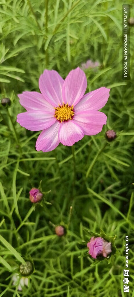 粉色格桑花绽放于草丛