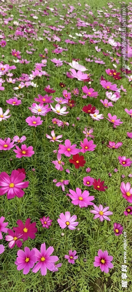 格桑花缤纷花海 绽放绚烂色彩