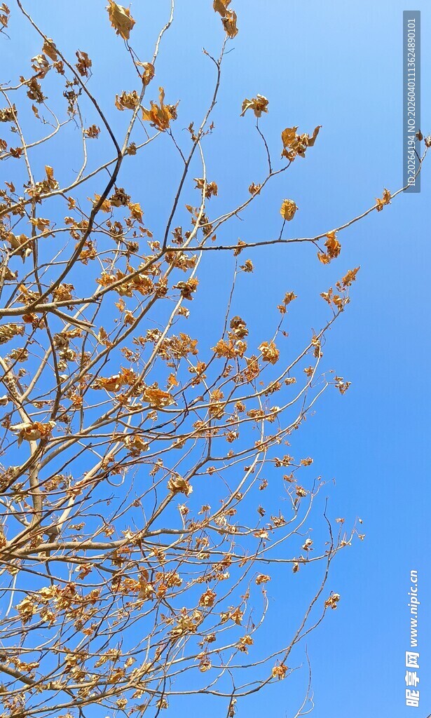 蓝天映衬下的繁花树枝