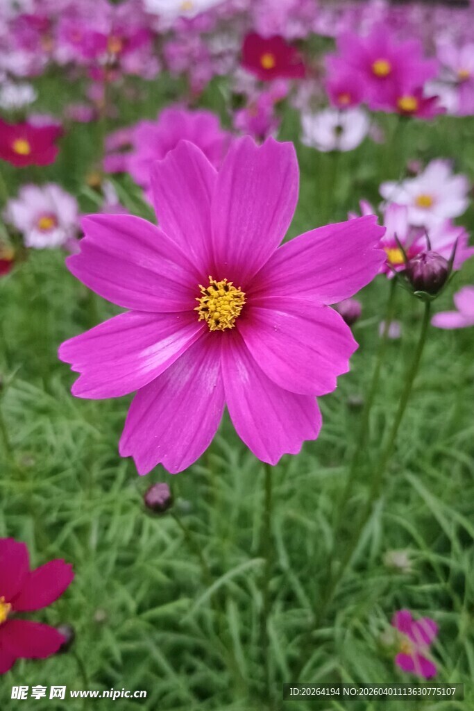 格桑花 娇艳波斯菊绽放于花丛