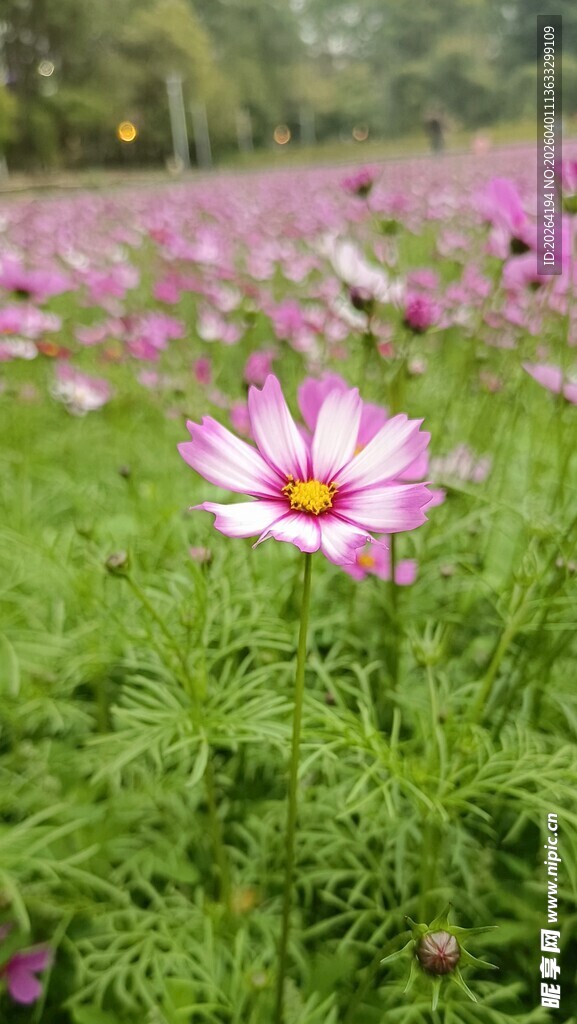 格桑花 美丽波斯菊绽放于绿野