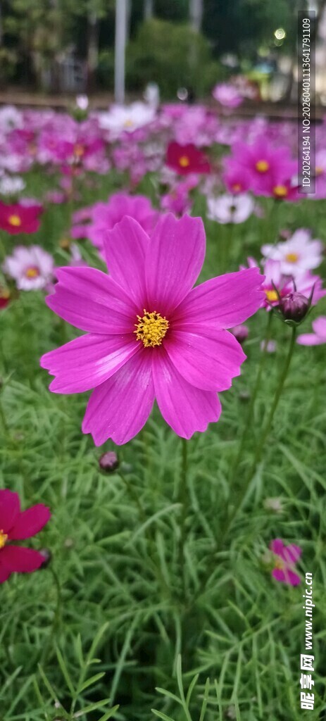 格桑花 绚烂波斯菊绽放于绿野