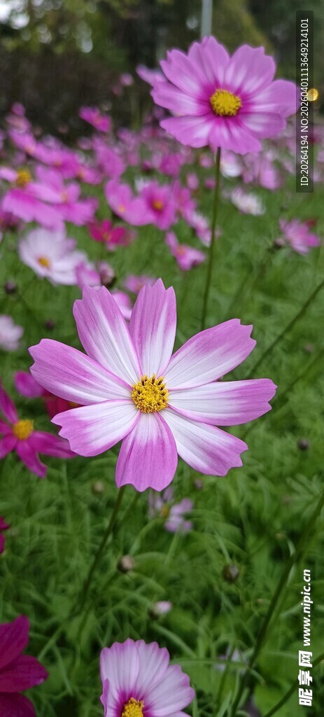 格桑花 美丽波斯菊绽放于绿野