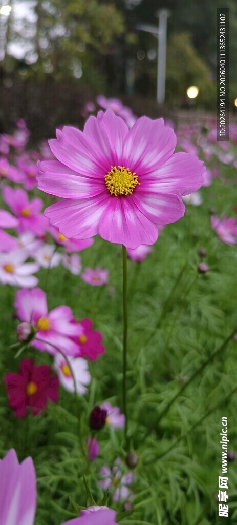格桑花 美丽波斯菊绽放于草地