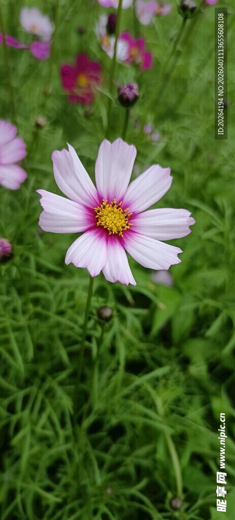 格桑花 草地上的美丽白色雏菊