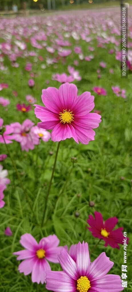 美丽格桑花绽放的花田