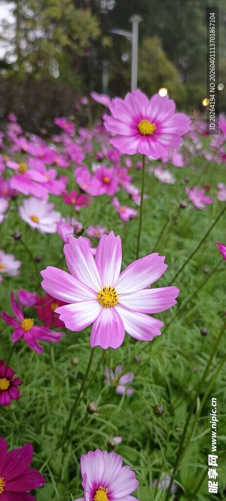 格桑花 美丽波斯菊绽放