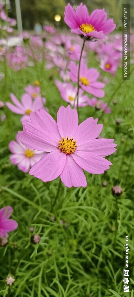 格桑花 美丽波斯菊绽放于草地