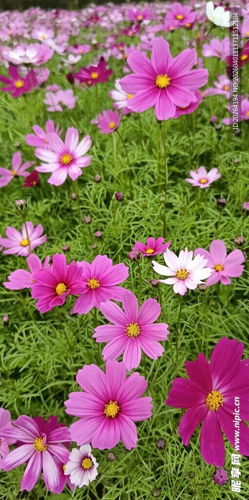 格桑花 缤纷波斯菊绽放的美丽