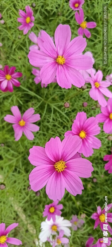 格桑花 粉色波斯菊绽放于绿野