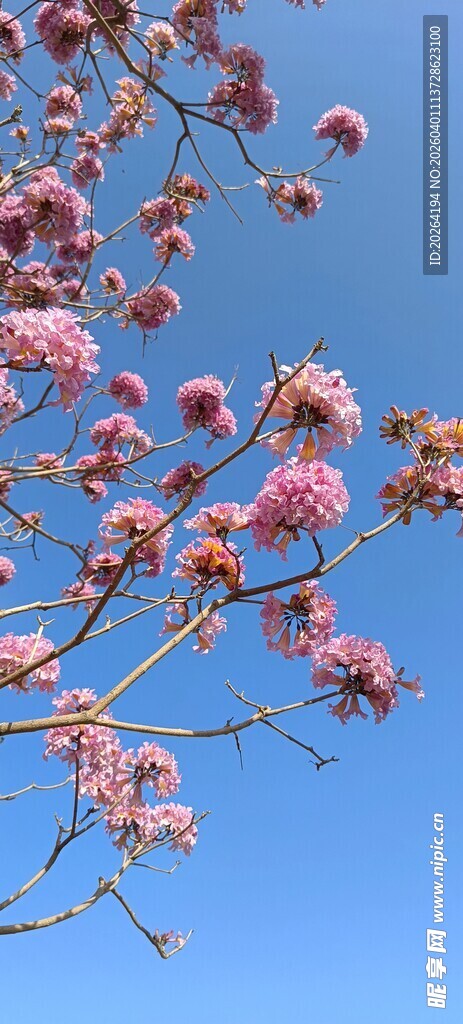 蓝天映衬下的烂漫粉花枝