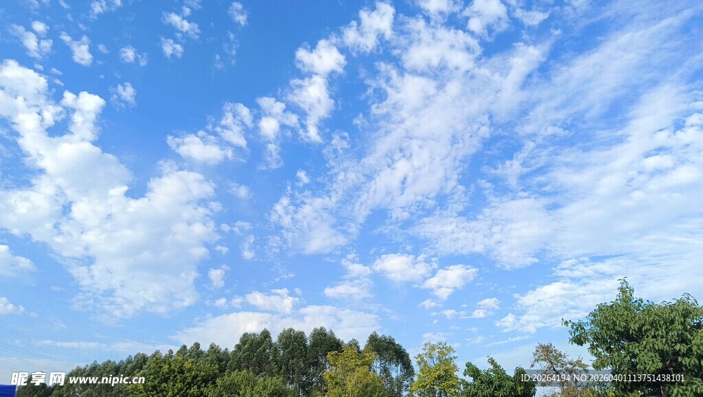 蓝天白云下的葱郁树林